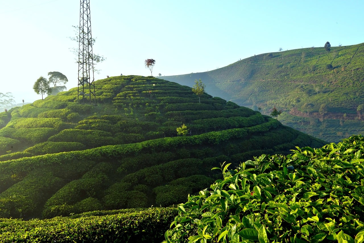 Green Hosting by Default: The Environmental Case for Static Websites